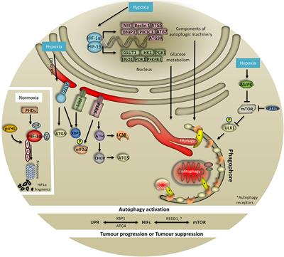 Hypoxia and Selective Autophagy in Cancer Development and Therapy